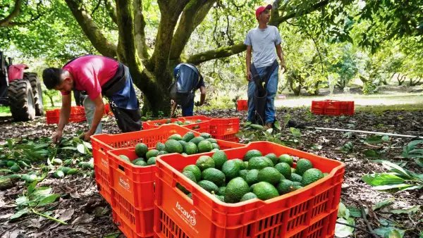 Detenidas 12 personas por extorsión