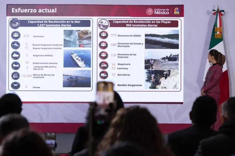 Sargazo: De Problema a Recurso