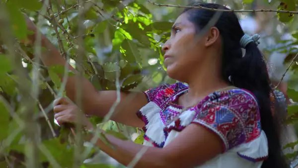 Ganan pueblos indígenas de México batalla legal contra gigan