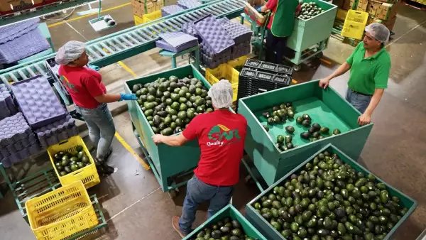 Aguacates de Michoacán