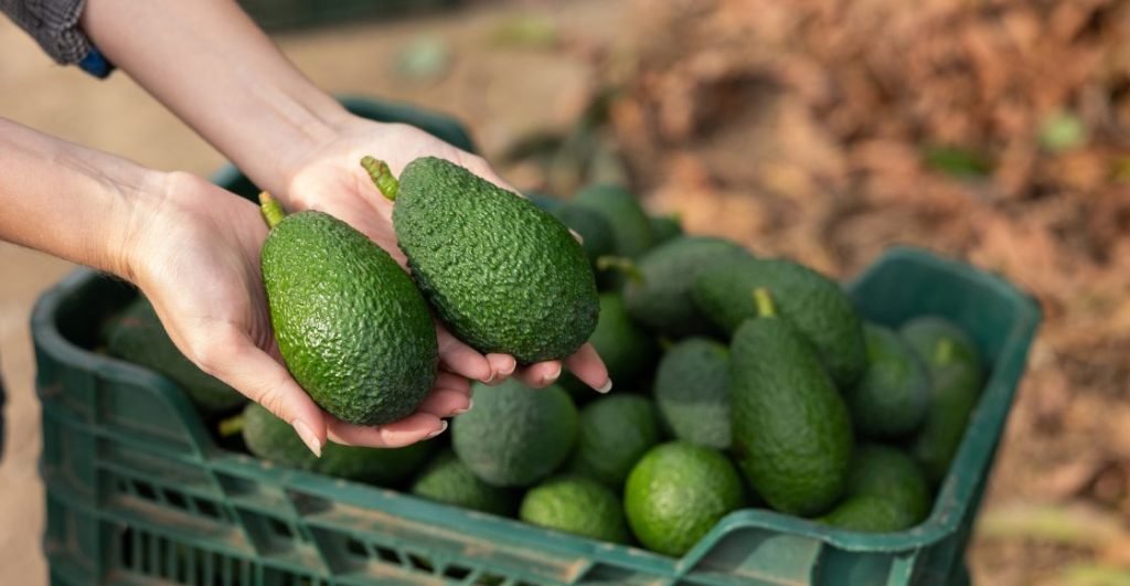 Aguacate michoacano vuelve a EU