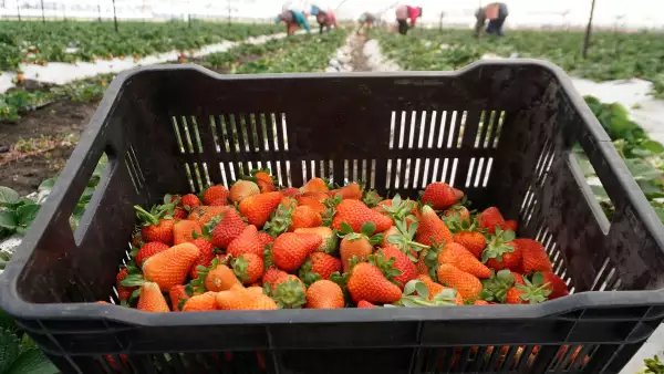 Golpe comercial a plásticos mexicanos: Europa impone cuotas