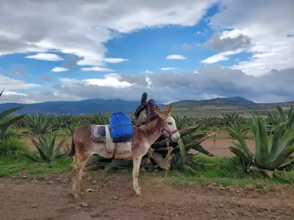 Pulque en peligro