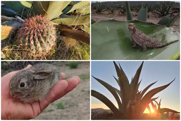 Pulque en peligro