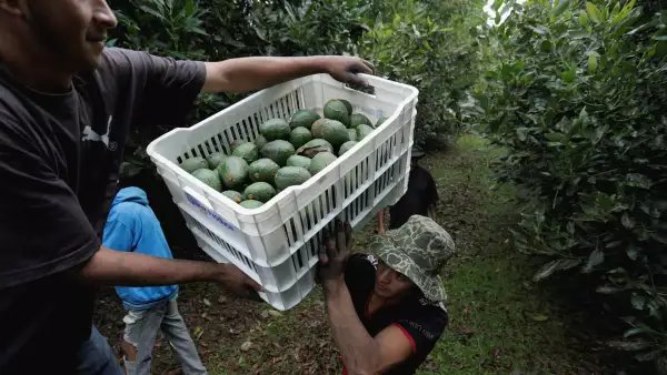 Aguacate: Sheinbaum Garantiza Seguridad