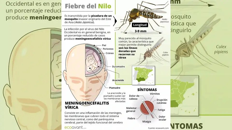 Detectan nuevo caso autóctono de virus del Nilo Occidental e
