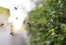 Mosquito Aedes aegypti, transmisor del dengue, sobre la piel