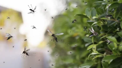 Mosquito Aedes aegypti, transmisor del dengue, sobre la piel