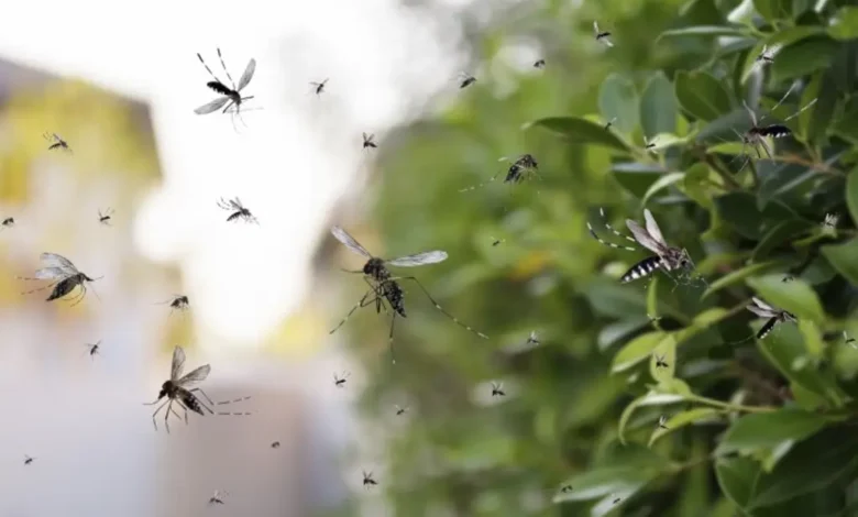 Mosquito Aedes aegypti, transmisor del dengue, sobre la piel