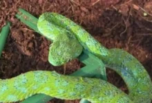 Serpiente verde sobre sustrato, ejemplar similar a los decomisados en Colonia