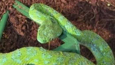 Serpiente verde sobre sustrato, ejemplar similar a los decomisados en Colonia