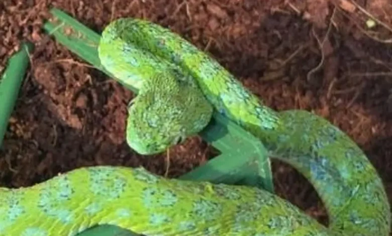 Serpiente verde sobre sustrato, ejemplar similar a los decomisados en Colonia