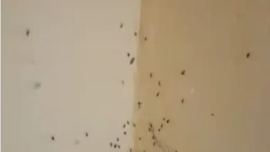 Mosquitos en una pared