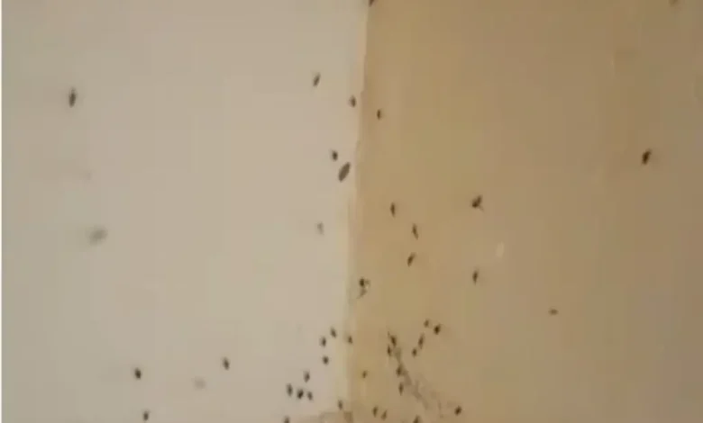 Mosquitos en una pared