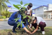 Tuxpan: plantan 50 árboles de palo de rosa en el bulevar