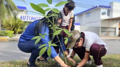 Tuxpan: plantan 50 árboles de palo de rosa en el bulevar