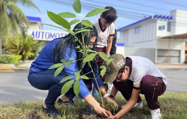 Tuxpan: plantan 50 árboles de palo de rosa en el bulevar