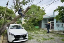 Árbol caído sobre un automóvil tras el paso del frente frío 2 en Veracruz; personal de emergencia trabaja en el retiro