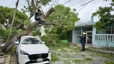 Árbol caído sobre un automóvil tras el paso del frente frío 2 en Veracruz; personal de emergencia trabaja en el retiro