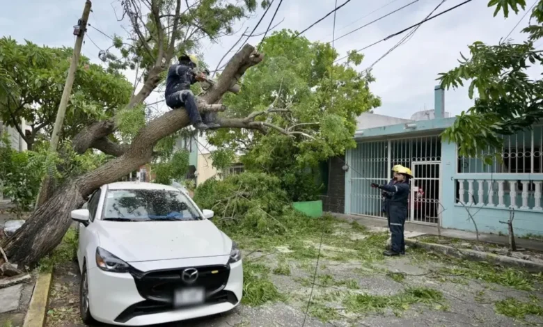 Árbol caído sobre un automóvil tras el paso del frente frío 2 en Veracruz; personal de emergencia trabaja en el retiro