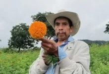 Productor con flor de cempasúchil en San Pablo Coapa