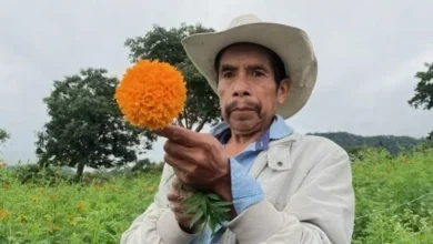 Productor con flor de cempasúchil en San Pablo Coapa
