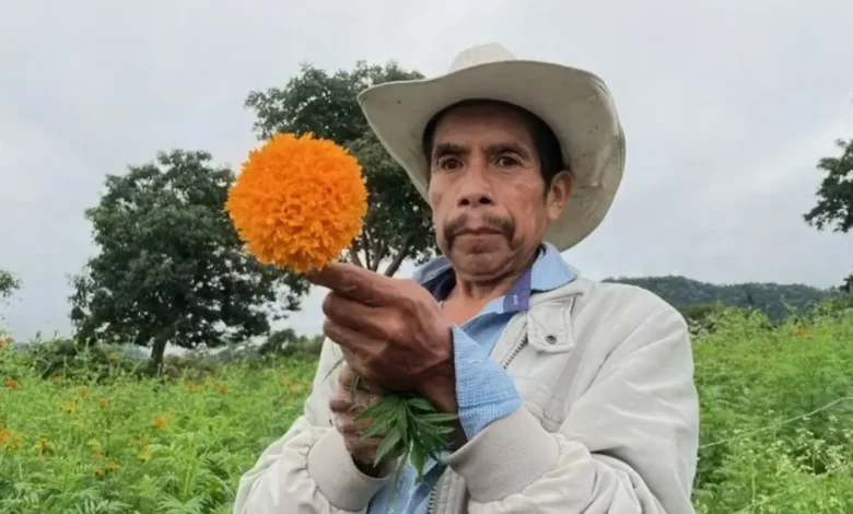 Productor con flor de cempasúchil en San Pablo Coapa