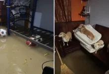 Casa inundada con el agua varios centímetros adentro en Veracruz