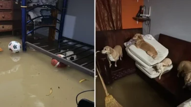 Casa inundada con el agua varios centímetros adentro en Veracruz