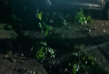 Vehiculo destrozado tras accidente en la entrada de LALA, en Tuxpan